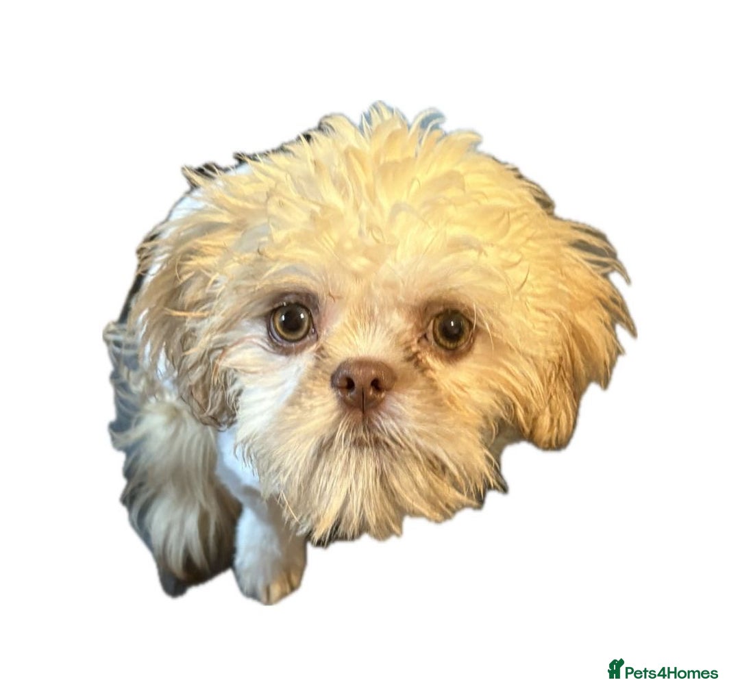 Shih Tzu dogs for stud: Tiny Percy  🤍 💙 New boy on the block - Image 3