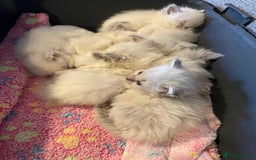 Ragdoll cats for sale: Beautiful GCCF Reg Pure Bred Ragdoll kittens - Image 21