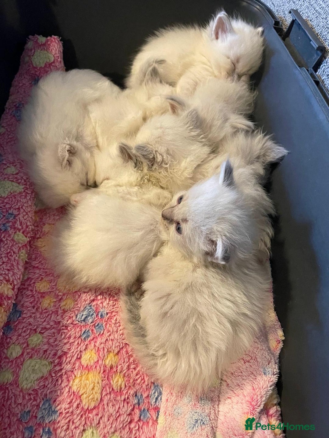 Ragdoll cats for sale: Beautiful GCCF Reg Pure Bred Ragdoll kittens - Image 21