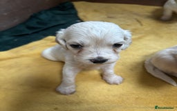 Mixed Breed dogs for sale: Golden doodle x Cocker Spaniel puppies  - Image 7