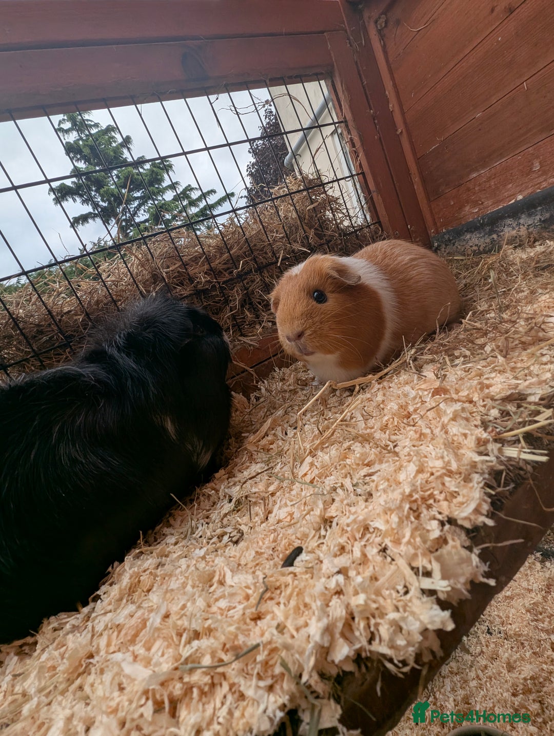 Guinea Pig rodents for sale: Give away two female Guinea pigs  - Image 4
