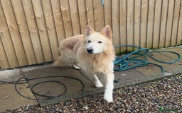 German Shepherd dogs for sale: German Shepherd puppies  - Advert 2