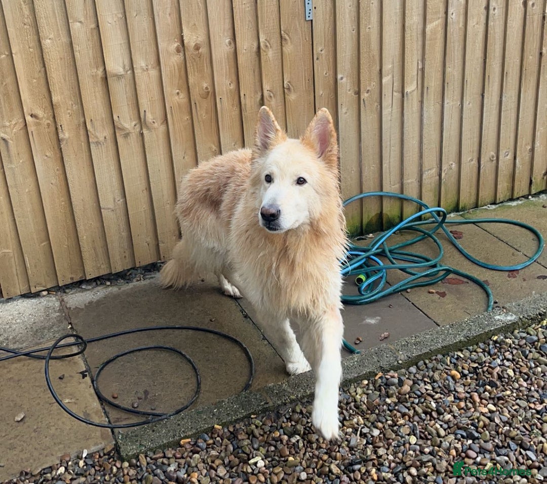 German Shepherd dogs for sale: German Shepherd puppies  - Advert 2