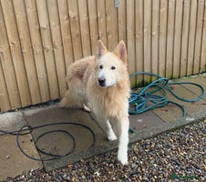 German Shepherd dogs German Shepherd puppies - Advert 4