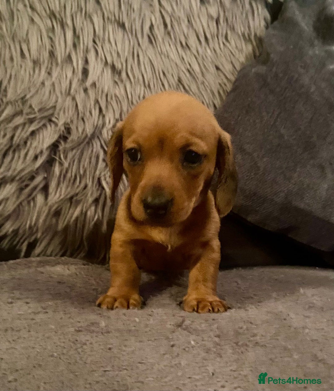 Miniature Dachshund dogs for sale: Stunning Miniature Daschund - Advert 6