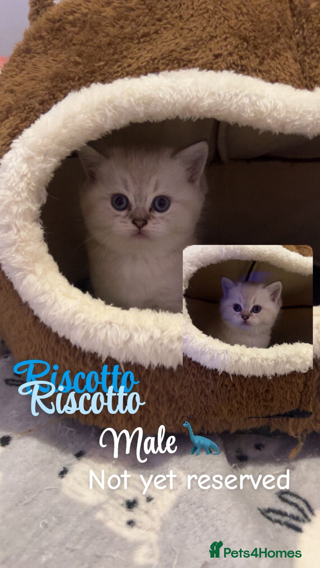 British Shorthair cats for sale: Pure breed golden/sliver bsh - Advert 2