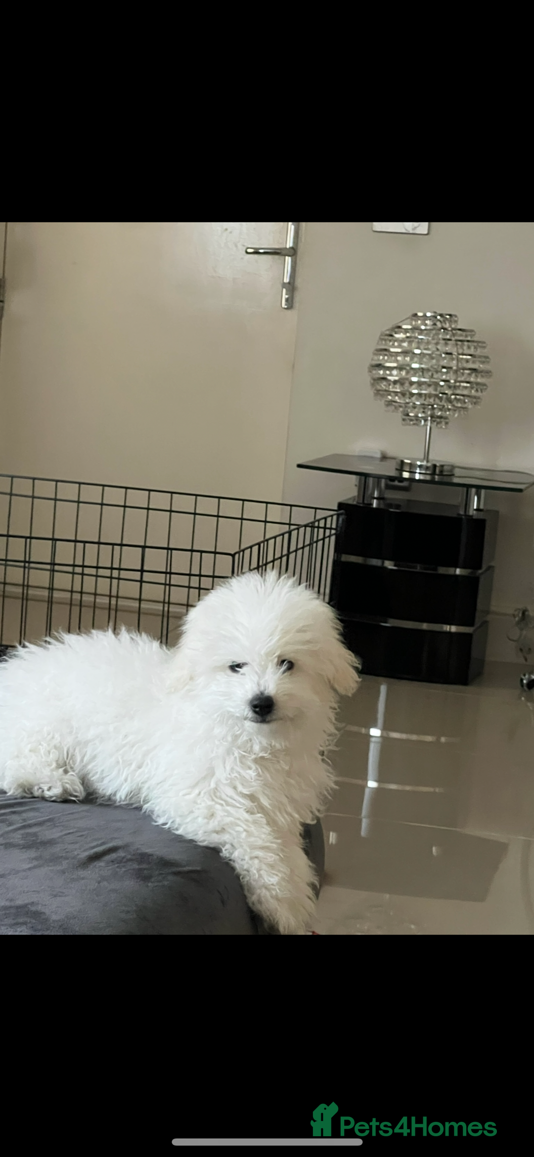 Bichon Frise dogs for sale: Pure Bichon Frise - Image 22
