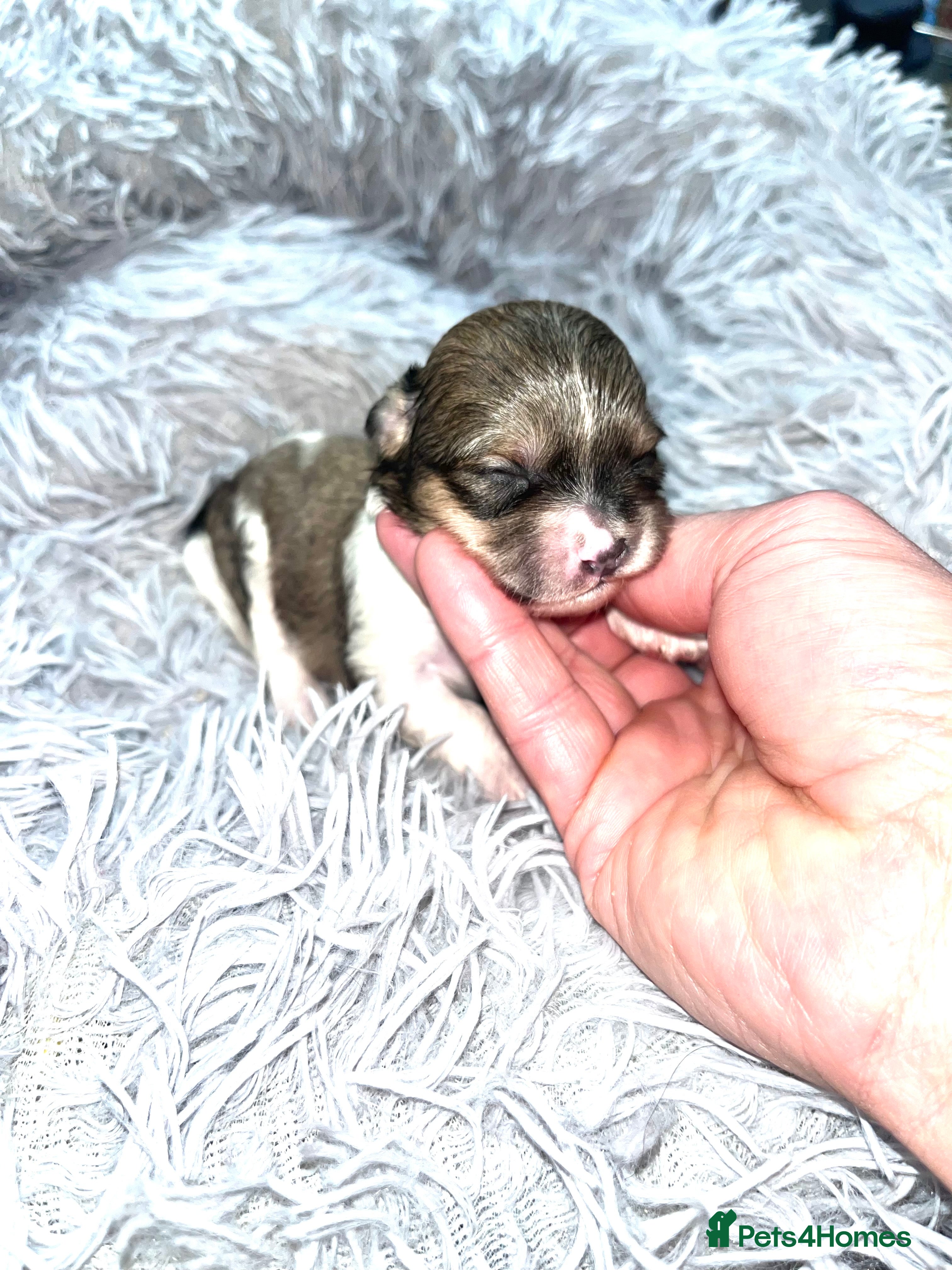 Shihpoo dogs Toy Shihpoo puppies  - Advert 8