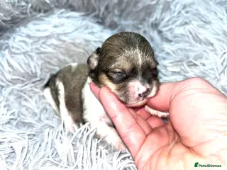 Shihpoo dogs Toy Shihpoo puppies - Advert 8