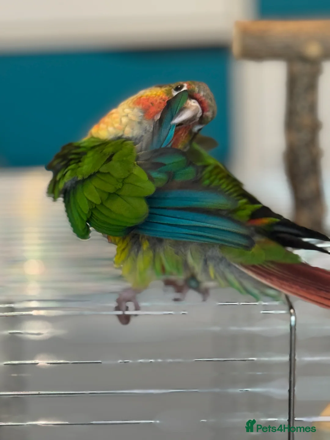 Conures birds for sale: Baby Green Cheek Conure and Brand New Cage - Advert 2