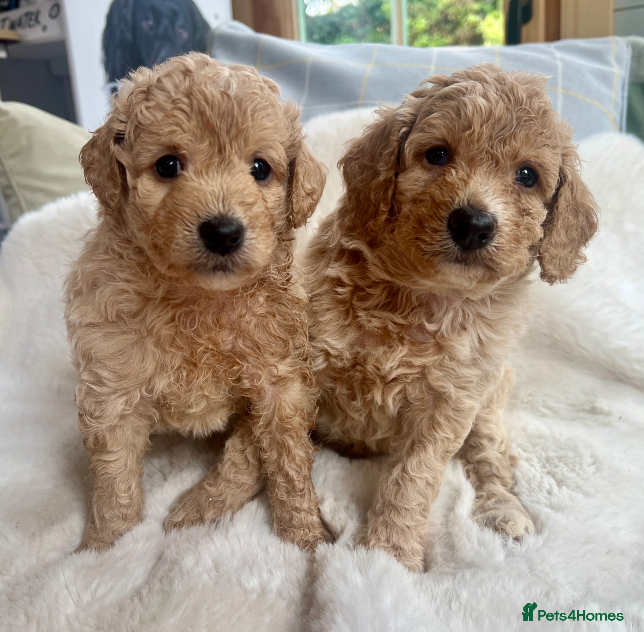Labradoodle dogs F1b miniature labradoodles  - Advert 1