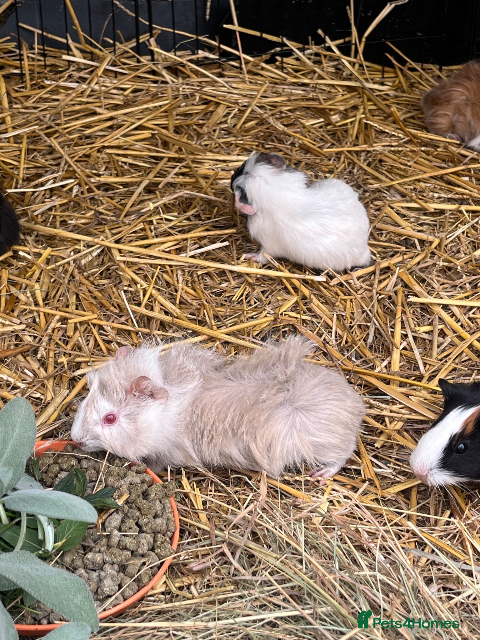 Guinea Pig rodents Guinea Pigs - Advert 2