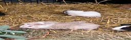 Guinea Pig rodents for sale: Guinea Pigs - Advert 2