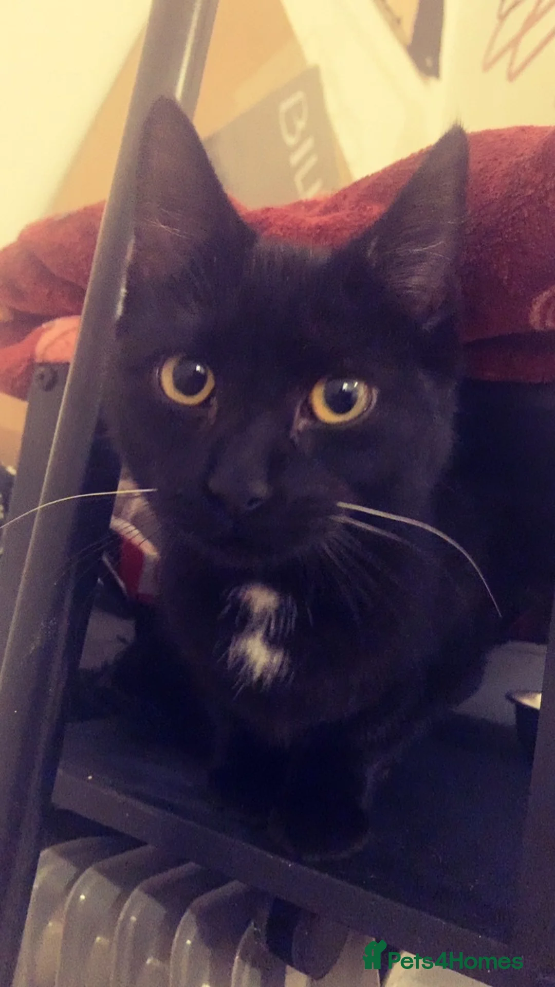 Mixed Breed cats for sale: Russian blue X British short hair kitten  in London - Advert 1