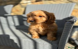 Cockapoo dogs for sale: Cockapoo puppies - Image 15