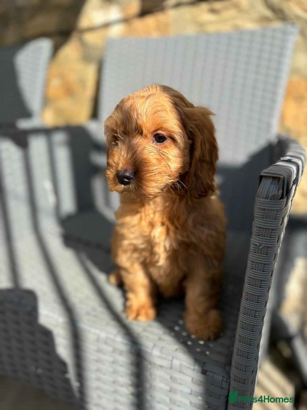Cockapoo dogs for sale: Cockapoo puppies - Image 15