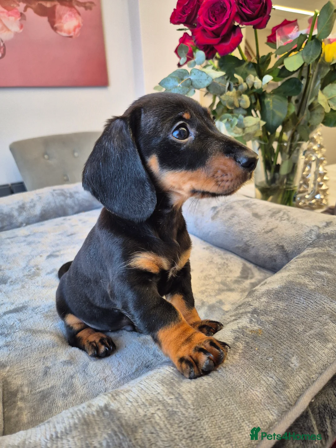Dachshund dogs for sale: 💙 Miniature Dachshund Boy!💙 - Advert 9
