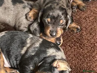 Dachshund dogs Tri silver dapple dachshunds ❤️ - Advert 4