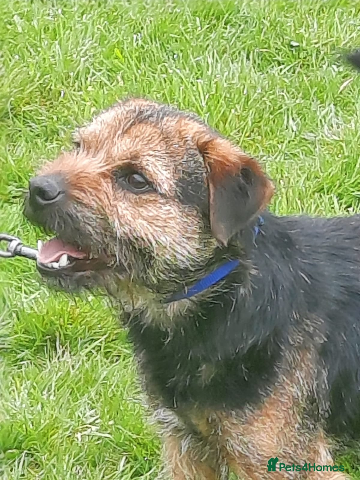 Border Terrier dogs border terrier in Chard - Advert 1