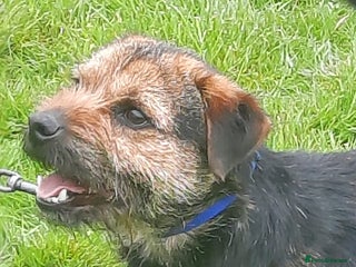 Border Terrier dogs in Chard - Advert 1