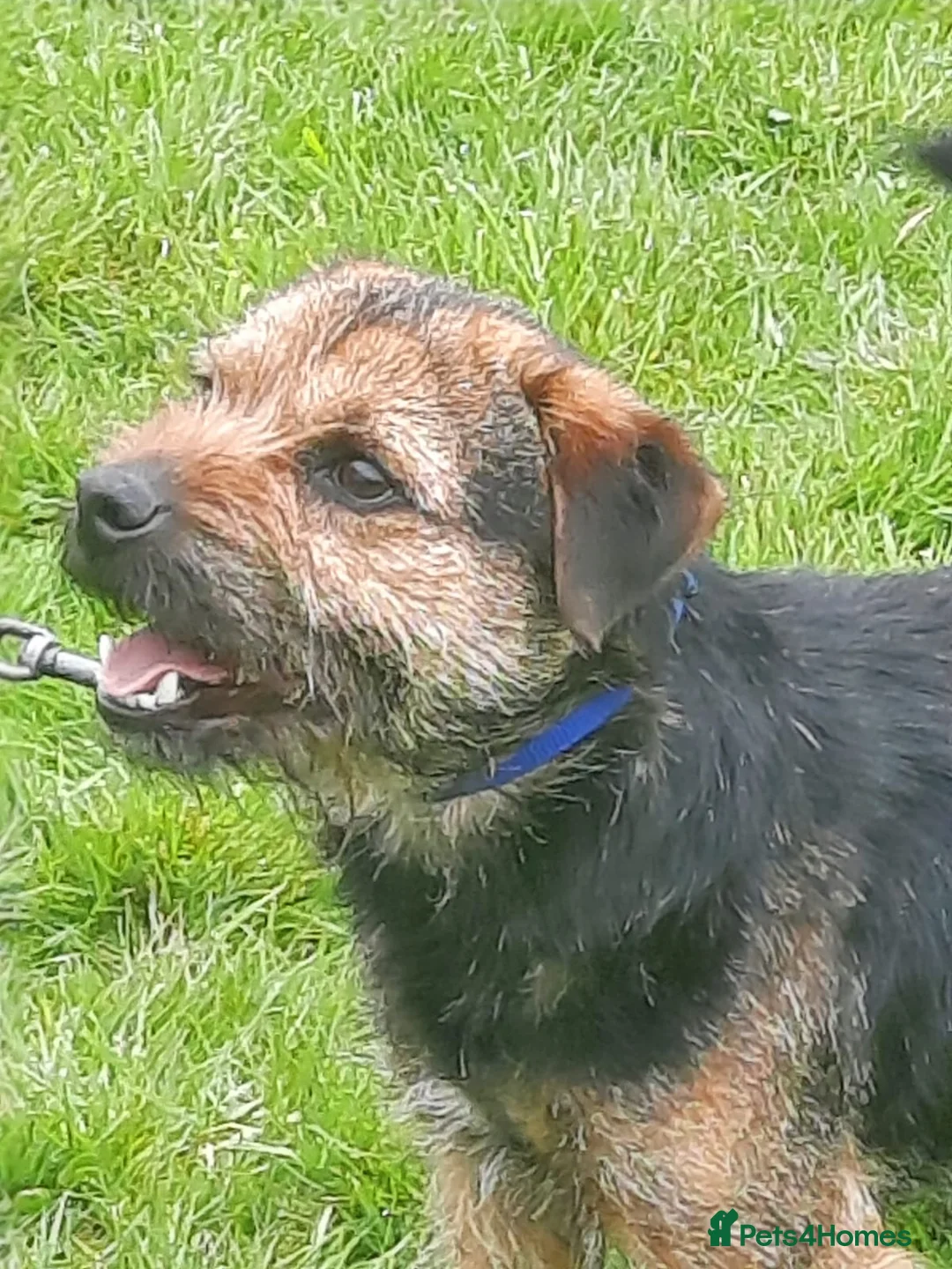 Border Terrier dogs for stud: border terrier in Chard - Advert 1