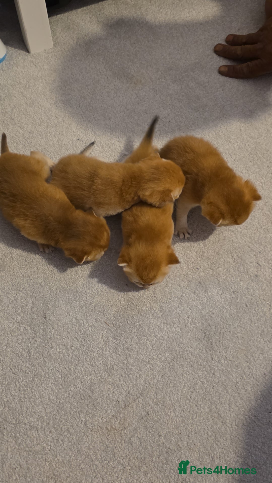 Scottish Fold cats for sale: Scottish fold Golden chinchilla  - Image 2