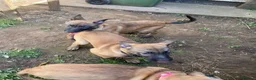 Belgian Shepherd Dog dogs for sale: Belgian Malinois pups ready to leave  - Advert 11
