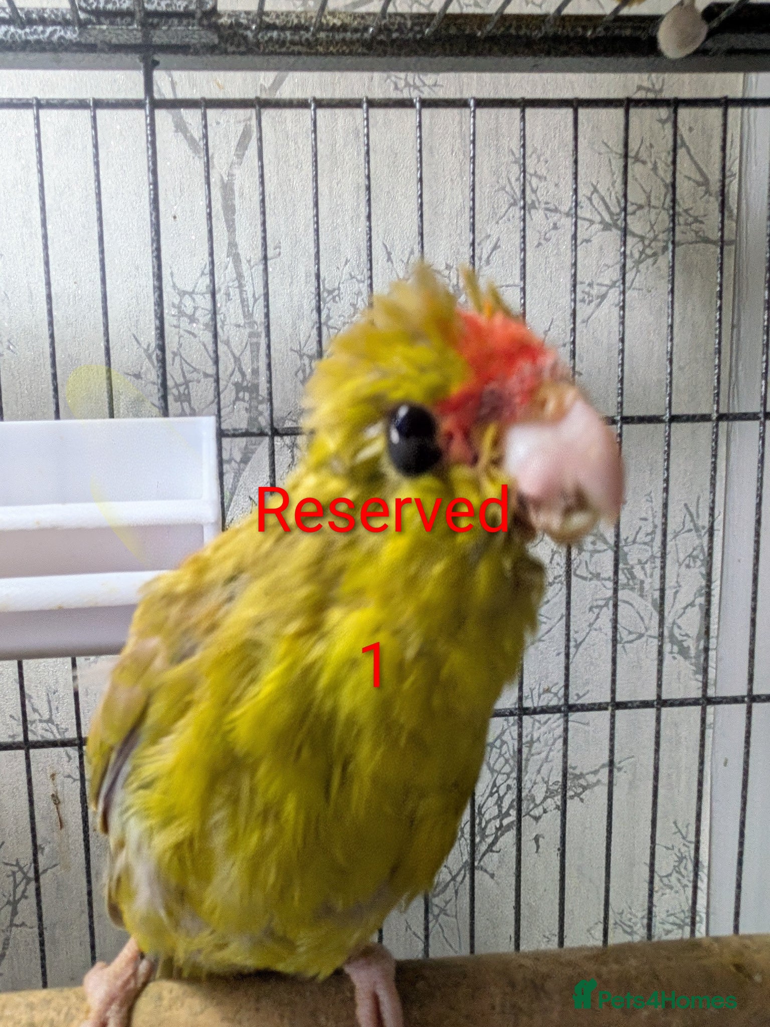 Parrots birds Baby Khakarikis  number 3 to go. - Advert 9