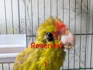 Parrots birds Baby Khakarikis number 3 to go. - Advert 10