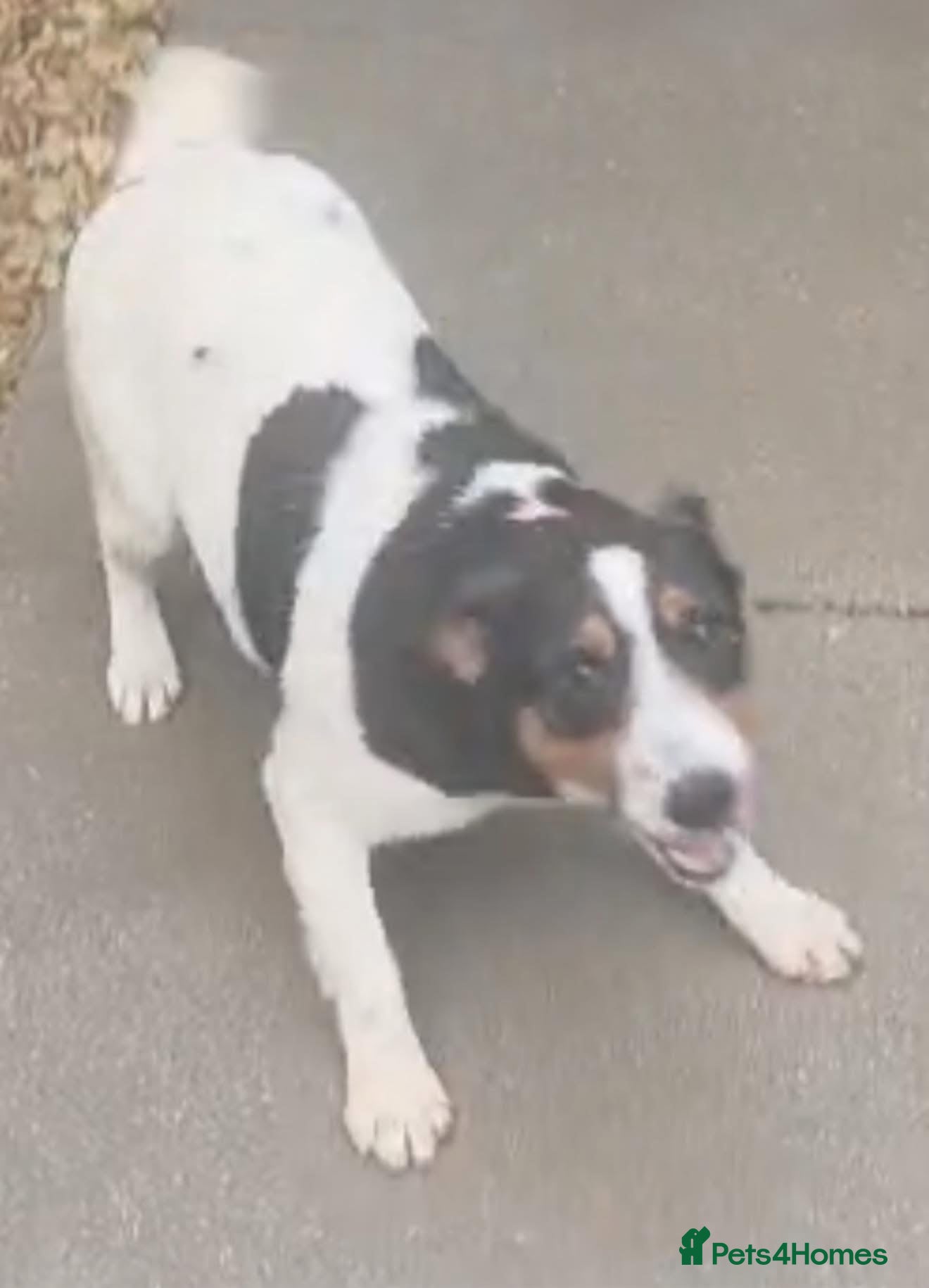 Jack Russell dogs Beautiful sweet Jack Russell girl  - Advert 3