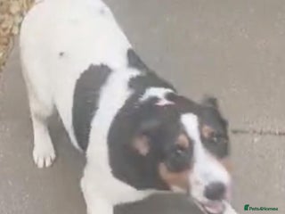 Jack Russell dogs Beautiful sweet Jack Russell girl - Advert 11