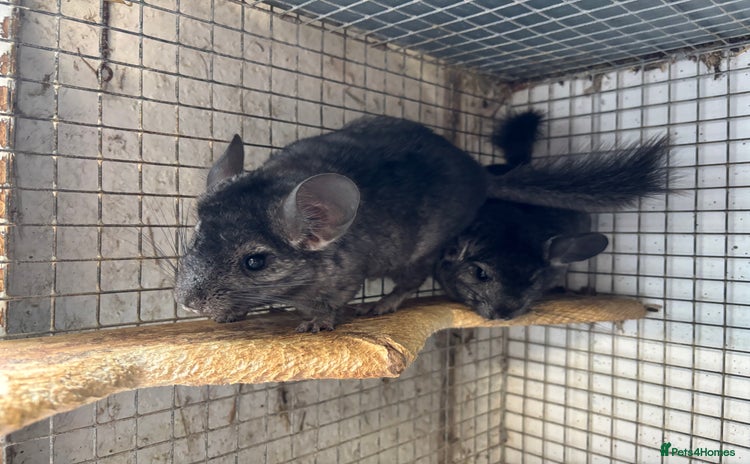 Chinchilla rodents - Advert 7