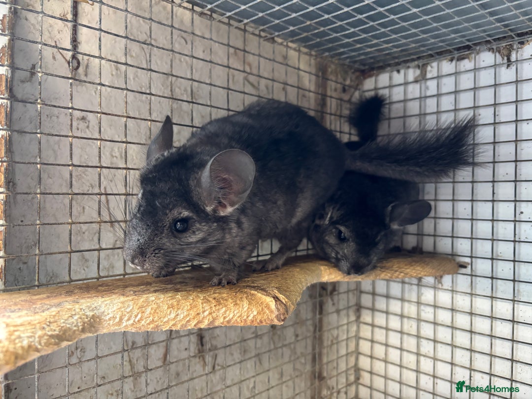 Chinchilla rodents for sale: Male and female chinchillas. - Image 1
