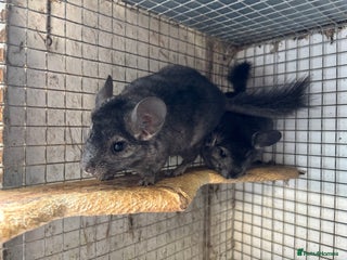 Chinchilla rodents - Advert 10