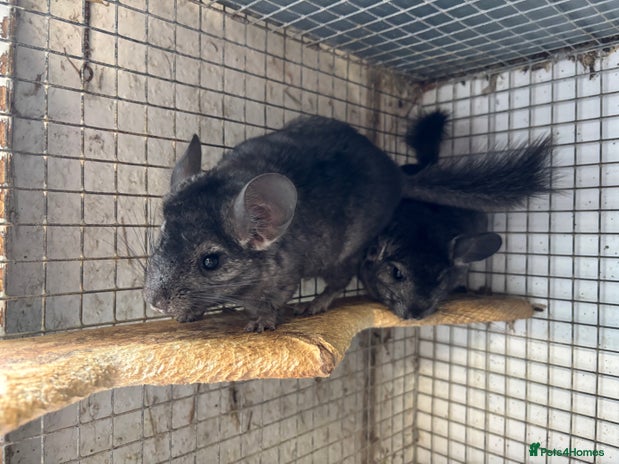 Chinchilla rodents - Advert 7