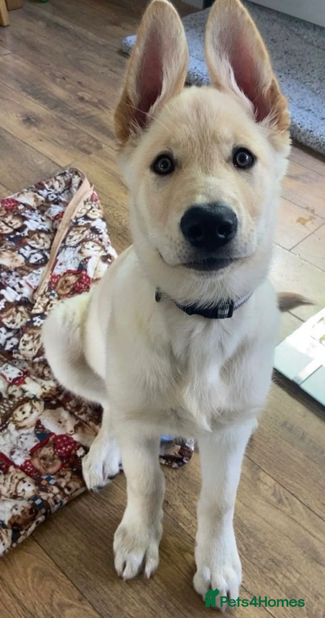 Mixed Breed dogs for sale: German shepherd cross northern Inuit  - Advert 2
