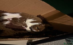 British Shorthair cats for sale: Tica reg cinnamon kittens  - Image 15