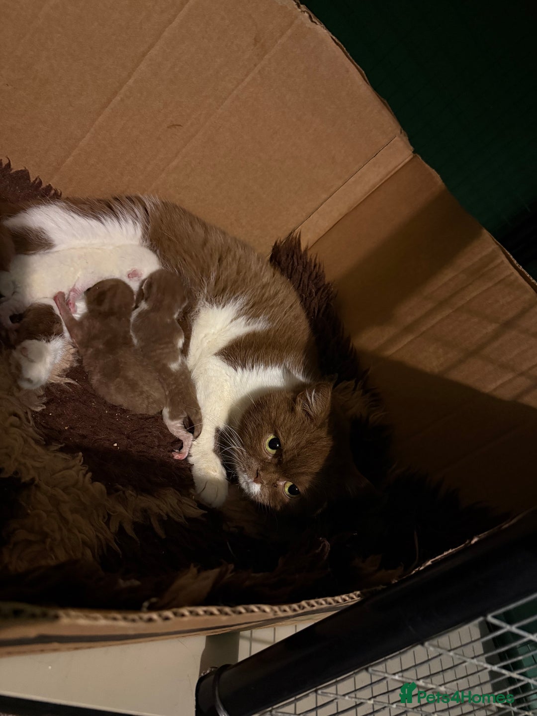 British Shorthair cats for sale: Tica reg cinnamon kittens  - Image 15