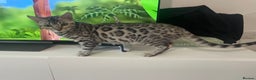 Bengal cats for sale: 5 month silver bengali kitten - Advert 2