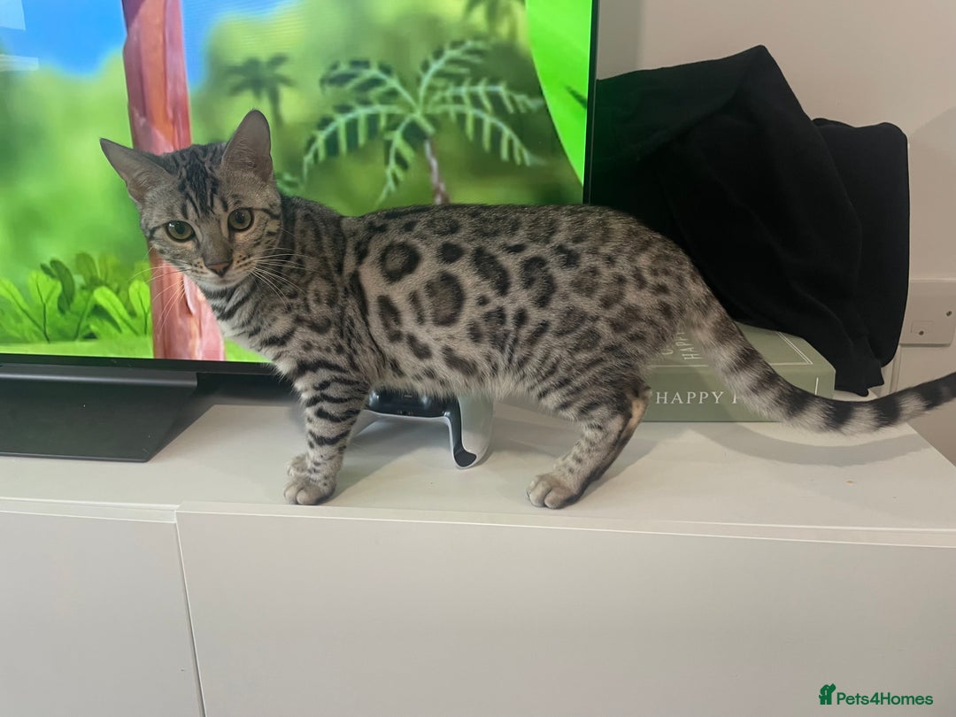 Bengal cats for sale: 5 month silver bengali kitten - Advert 2