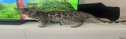 Bengal cats for sale: 6 month silver bengal kitten - Advert 2