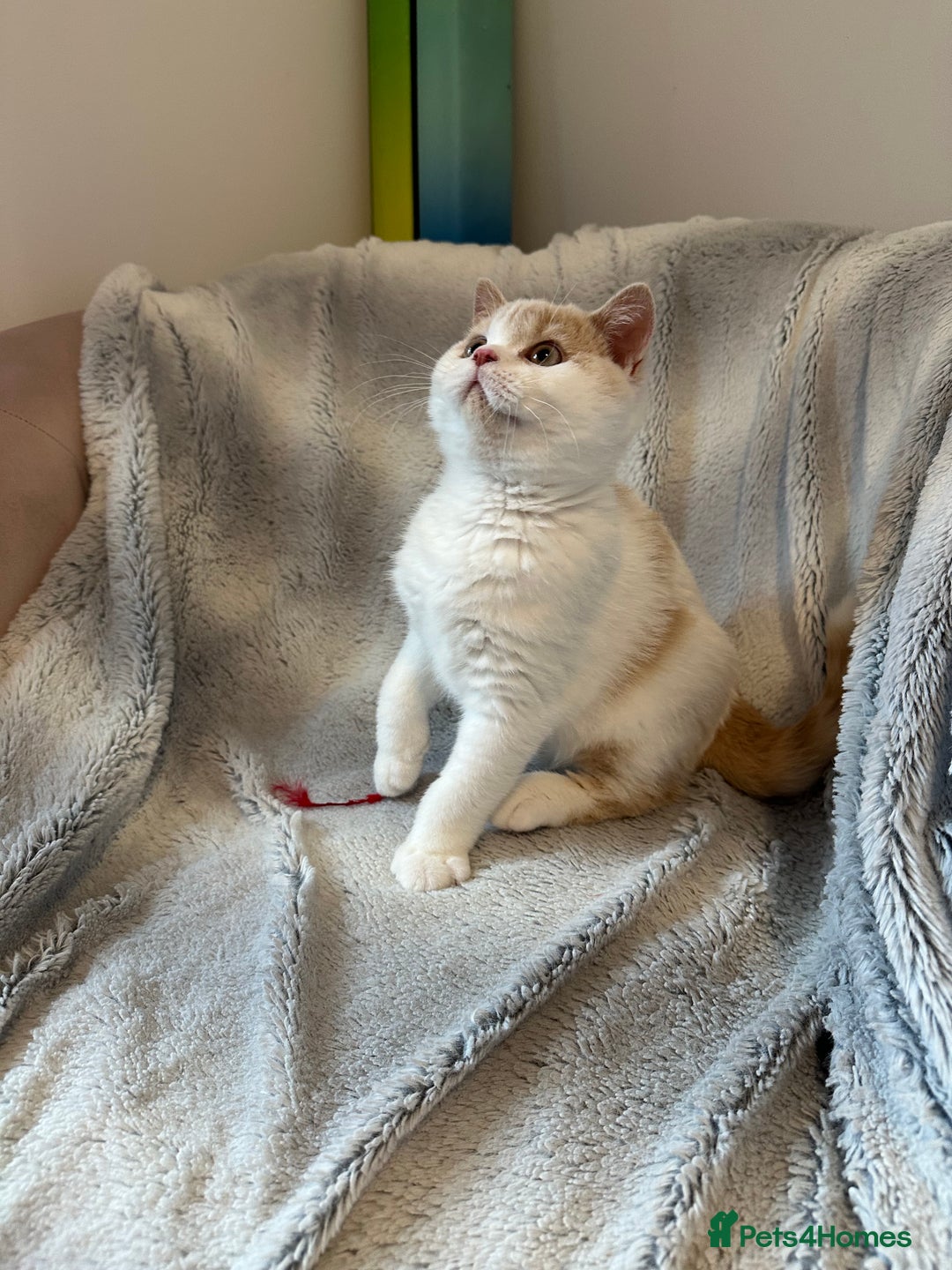 British Shorthair cats for sale: Excellent type Cream & white BSH boy  - Image 6