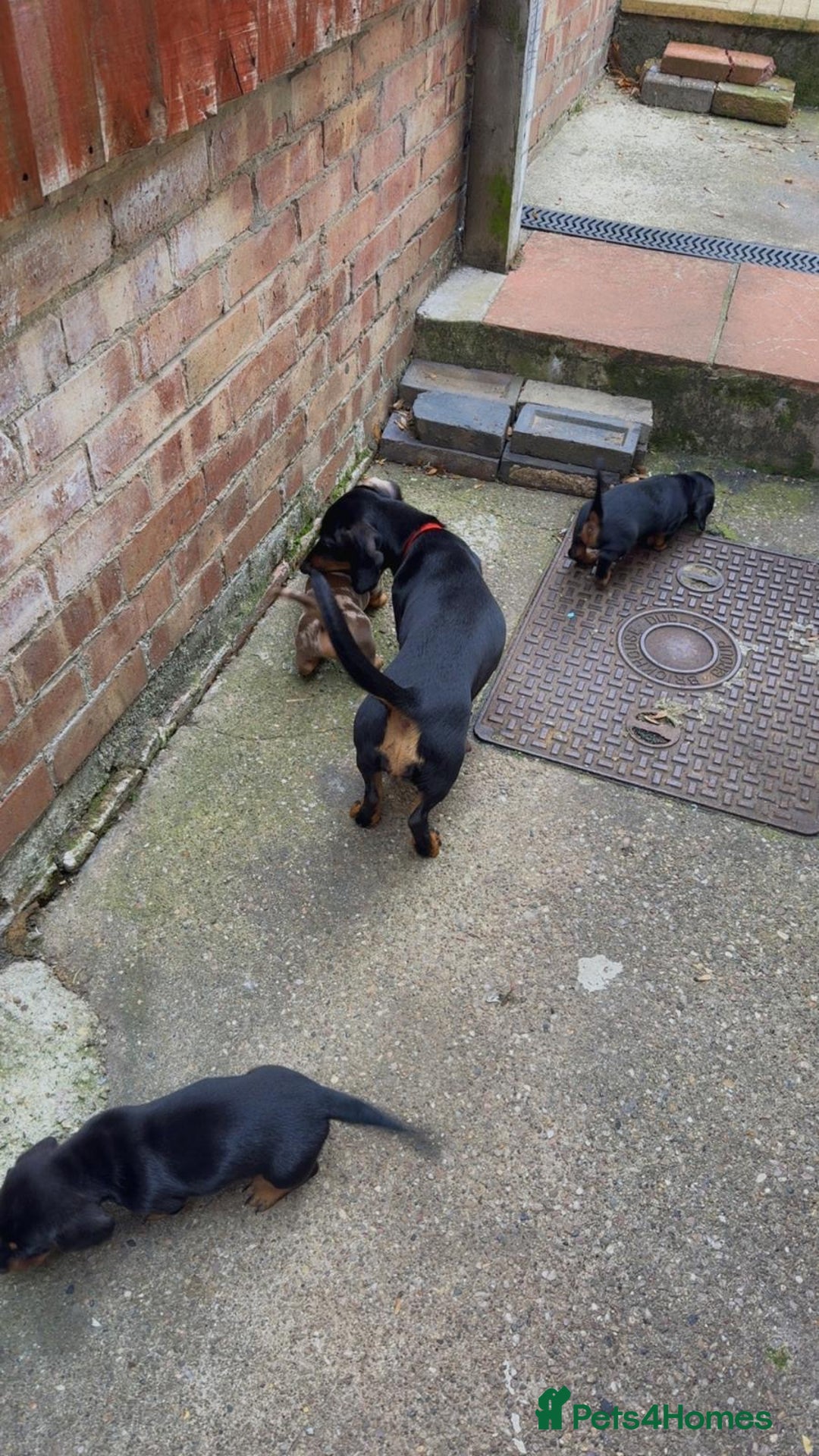 Miniature Dachshund dogs for sale: Puppy  - Advert 6