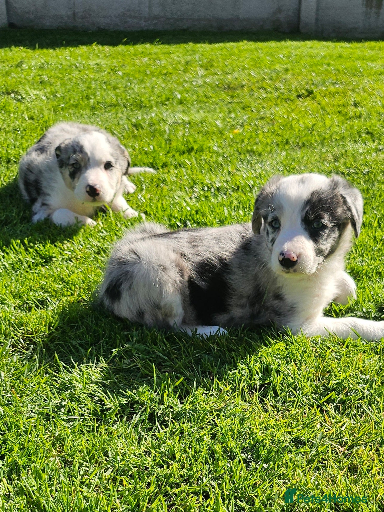 Border Collie dogs 🐾 Adorable Blue Merle Border Collie Puppies 🐾 - Advert 2