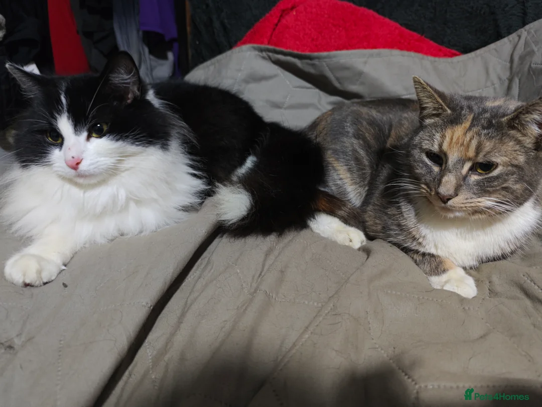 Domestic Shorthair cats for sale: female cat   - Advert 1