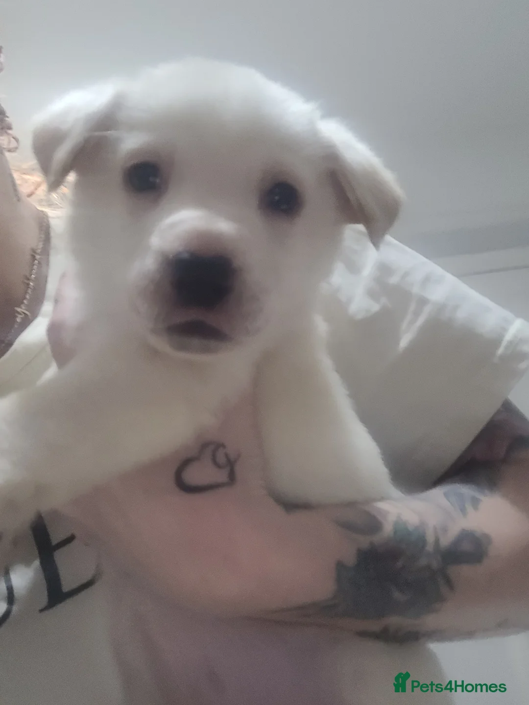 Mixed Breed dogs for sale: Golden shepherd - Advert 29