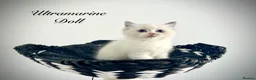 Ragdoll cats for sale: Last three ragdoll kittens! Don’t miss out! - Advert 13