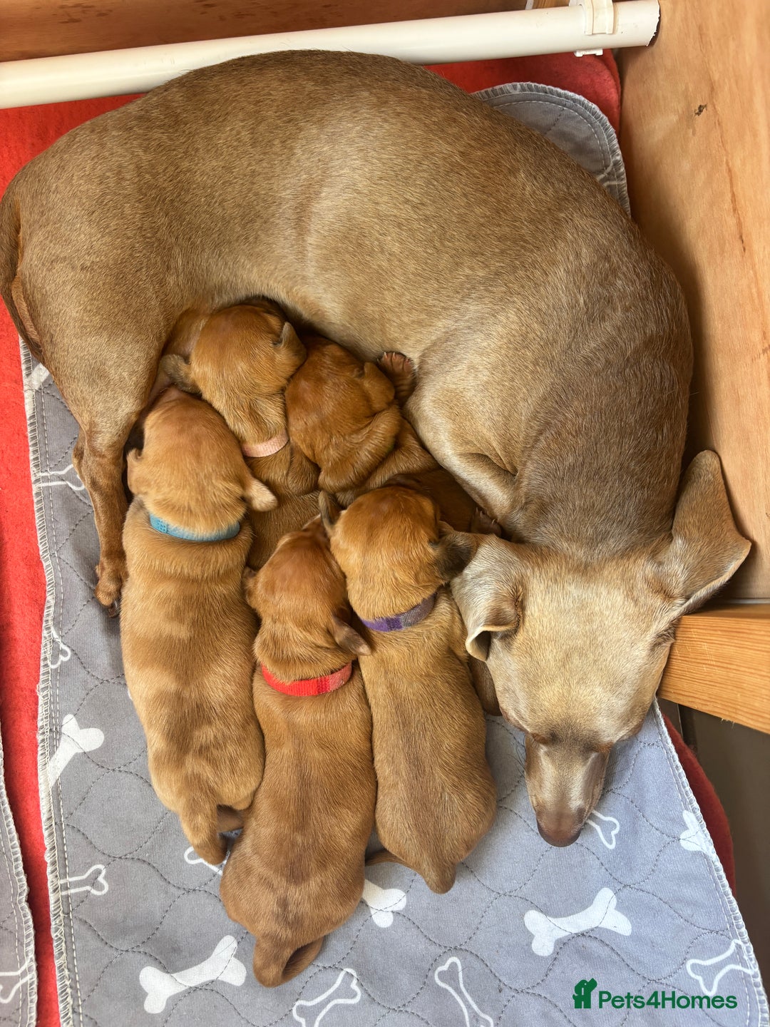 Miniature Dachshund dogs for sale: Beautiful KC Reg Miniature Dachshund Puppies - Image 29