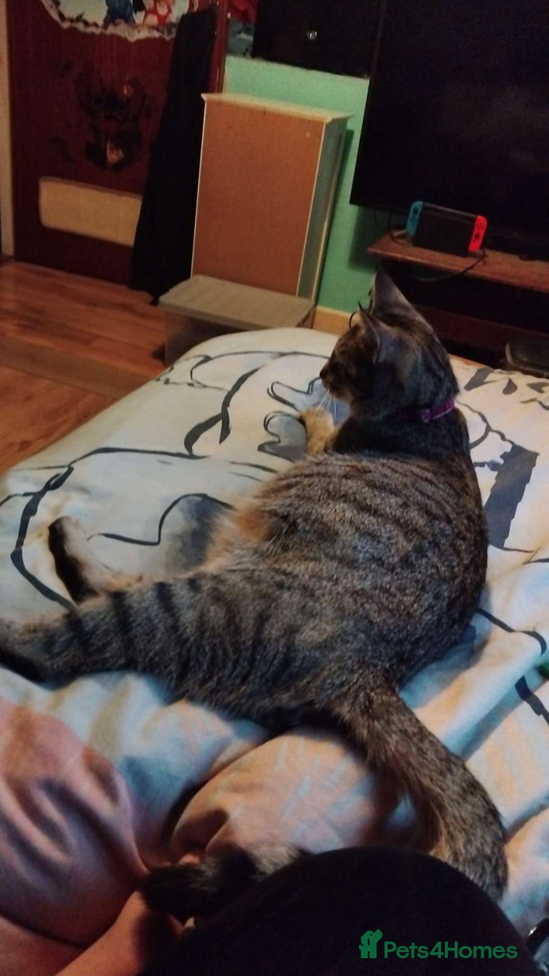 Domestic Shorthair cats for sale: 1 black female kitten for sale  - Advert 1