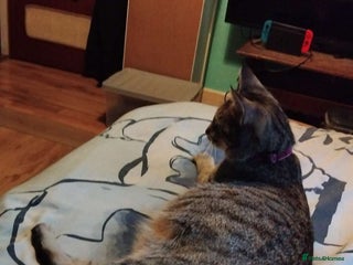 Domestic Shorthair cats 1 black female kitten for sale - Advert 3